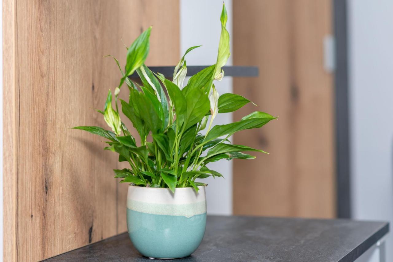 Arany Apartman 米什科尔茨 外观 照片